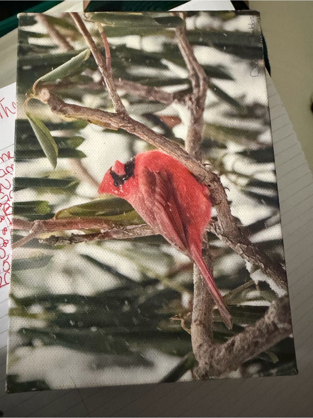 Red Cardinal Canvas Wall Art - Pets Bird Decor